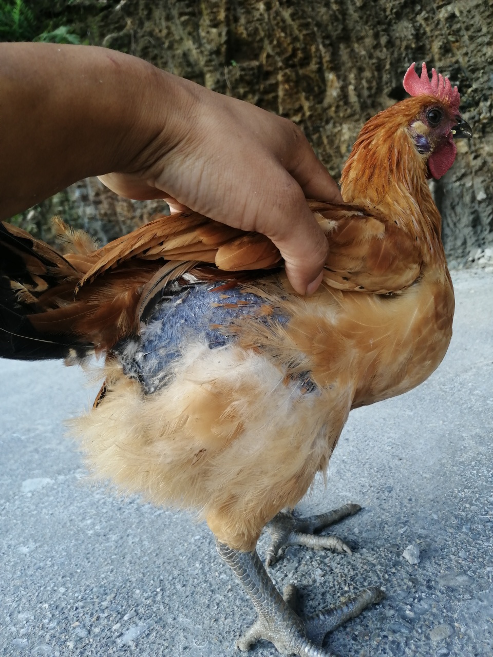 兴成散养土鸡场的乌皮土鸡长大了